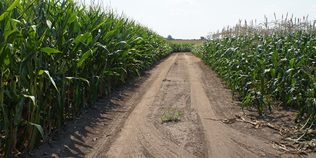 corn_TW